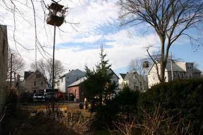 A view of a West Haven backyard where multiple wild parrot monk bunkers have been erected by local citizens