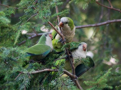 Mother Quaker Parrot prepares to allofeed two hungry babies. Photo 1 of 2.