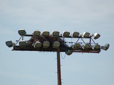 Throggs Neck Little League lights with Wild Quaker Parrot Nest