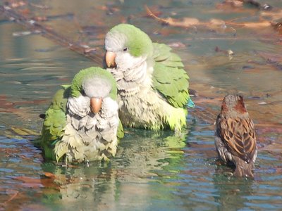 Two wild quaker parrots bathe with a local English sparrow - photo 1 of 2
