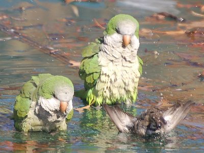 Two wild quaker parrots bathe with a local English sparrow - photo 2 of 2