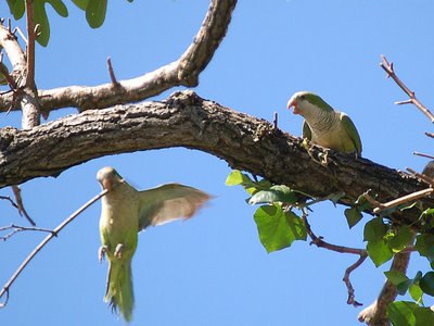 Two wild quaker parakeets struggle over a choice twig - photo 2 of 2