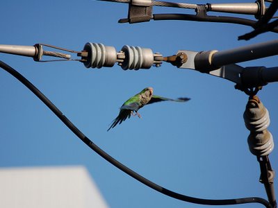 If you look very closely, you'll see that this wild parrot was once a captive parrot -- he wears a leg band