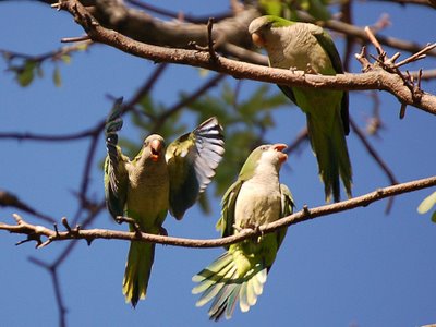Several other parrots witnessing the struggle over the twig seem to find it funny