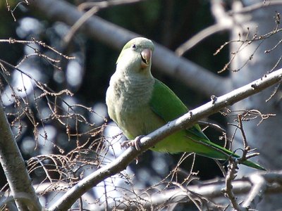 A fresh-faced, brand new, wild born Brooklyn Quaker Parakeet perches on a pine tree in Greenwood Cemetery, Brooklyn