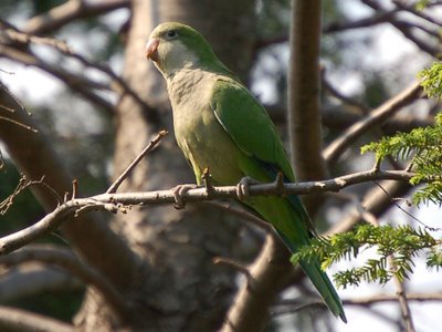 A fresh-faced, brand new, wild born Brooklyn Quaker Parror perches on a pine tree in Greenwood Cemetery, Brooklyn