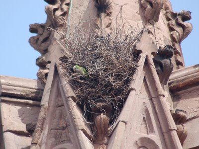 The parrots have already placed hundreds of sticks into position. These will be systematically clipped and shaped until a proper entrance portal can be fashioned.