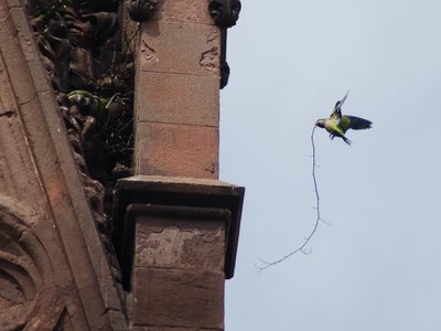 A parrot arrives at the main gate with a tremendous twig that will likely be laid in as part of the new nest's foundational substructure.
