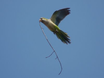 Doing this takes hundreds of parrot-hours of heavy air-lifting.
