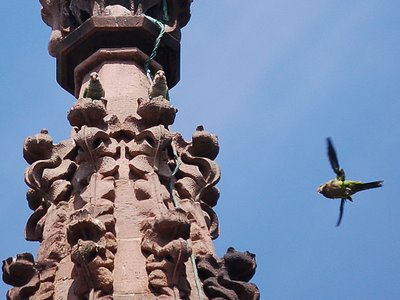 Monk Parrots perch on Greenwood Cemetery's Main Gate