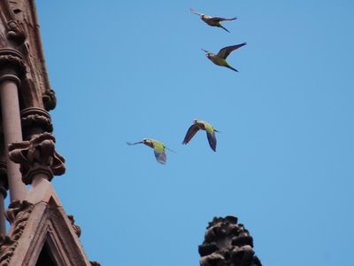 There's plenty of action at the central spire, formerly the site of the biggest parrot nest in Brooklyn.