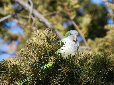 Wild monk parrot peeking out of pine tree Avenue I Brooklyn