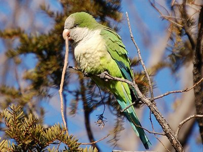 Wild monk parrot on Avenue I, Brooklyn, NY
