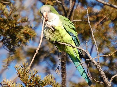 Wild monk parrot in pine tree on Avenue I Brooklyn