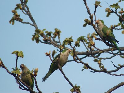 These wild Quaker Parrots are just getting ready to devour one of their favorite treats: wild Horse Chestnut blossoms.