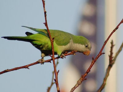 Brooklyn wild quaker parakeets enjoying leaf buds at Green-Wood Cemetery. Photo 1 of 9