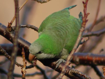 Brooklyn wild quaker parakeets enjoying leaf buds at Green-Wood Cemetery. Photo 3 of 9
