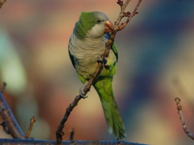 Brooklyn wild quaker parakeets enjoying leaf buds at Green-Wood Cemetery. Photo 4 of 9