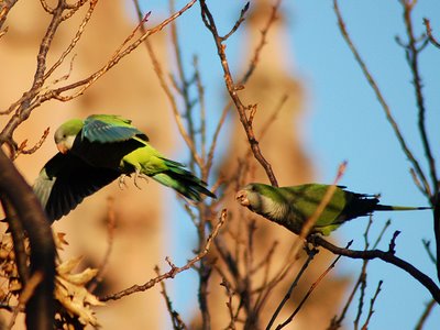 Brooklyn wild quaker parakeets enjoying leaf buds at Green-Wood Cemetery. Photo 5 of 9