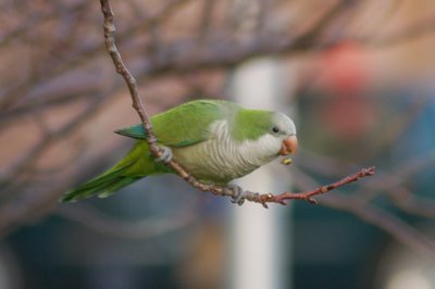 Brooklyn wild quaker parakeets enjoying leaf buds at Green-Wood Cemetery. Photo 6Brooklyn wild quaker parakeets enjoying leaf buds at Green-Wood Cemetery. Photo 6 of 9 of 9