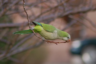 Brooklyn wild quaker parakeets enjoying leaf buds at Green-Wood Cemetery. Photo 7 of 9
