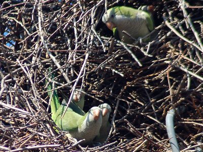 Quaker Parrots renovating nest in Brooklyn