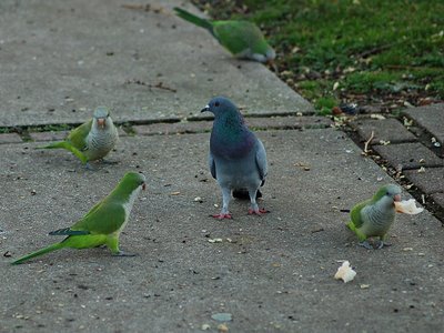 Brooklyn Parrots discuss the pigeon problem with a Brooklyn Pigeon.