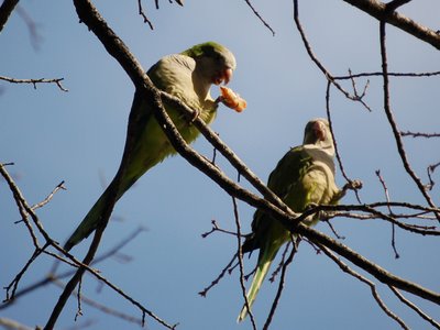 Two wild parrots in Brooklyn perching in a tree feast on wild pizza