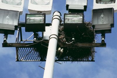Brooklyn College Light Tower with Parrot Nest, 2005