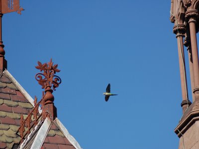 A wild Quaker Parrot soars over the main gate of Brooklyn's Green-Wood Cemetery