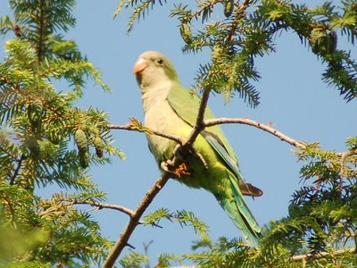 A wild baby Quaker Parrot, born in the Spring of 2007 in Brooklyn's Greenwood Cemetery, enjoys a beautiful July morning.