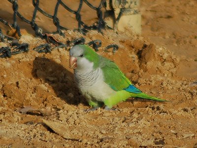 A wild Quaker Parrot in Brooklyn munches on something tasty at a sandlot baseball field