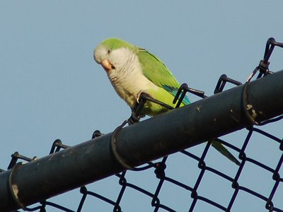 A watchful Quaker Parrot Sentinel guards his fellows marching on a Brooklyn sandlot baseball field