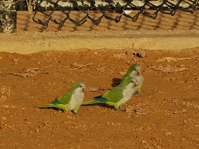 Three wild Quaker Parrots strutting their stuff on a Brooklyn sandlot baseball field