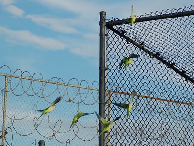 Upon hearing a threatening noise or seeing a threatening movement, the Quaker Parrot Sentinel warns his fellows to flee