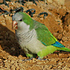 Wild Parrots Invade Red Hook; Residents Denounce Nests