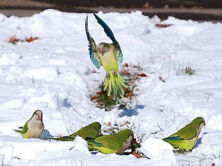 Monk parakeets in the snow