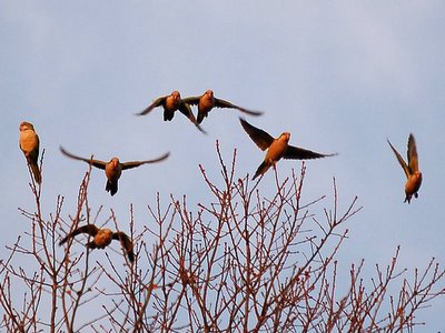 Wild monk parrots in late afternoon light, Pelham Bay Park, The Bronx, Christmas Eve, 2005