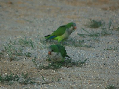 Wild parrots in Bay Ridge, Brooklyn are active after a freak tornado devastated parts of Bay Ridge, Brooklyn, August 9, 2007