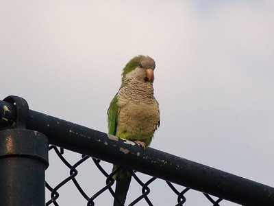 A Tough-looking Monk Parrot In Bay Ridge