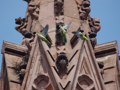 But the parrots have been busy all week, and a nest is beginning to take shape (just to the left in this photo).