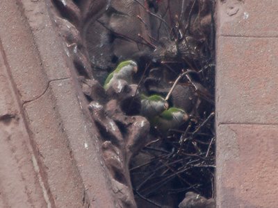 These parrots appear to be enjoying the fact that at least part of their lost nest is now in place again.