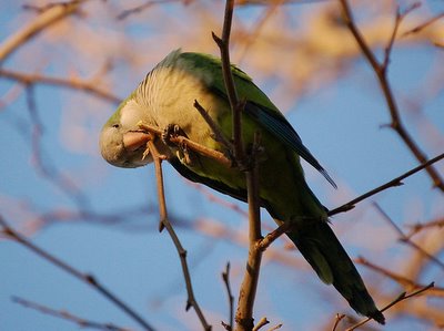 A Bay Ridge parrot is nearly through severing his twig