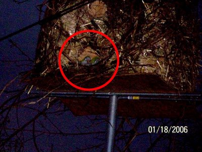 Wild Quaker Parrots in Julie Cook's artificial nest, West Haven, Connecticut, January 18, 2004