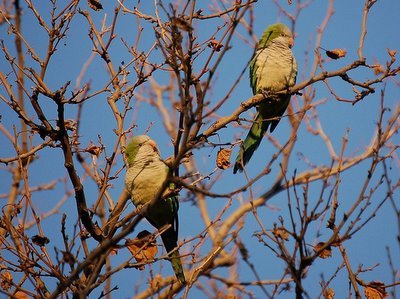 Two Brooklyn wild quaker parrots munch on leaf buds in Bay Ridge