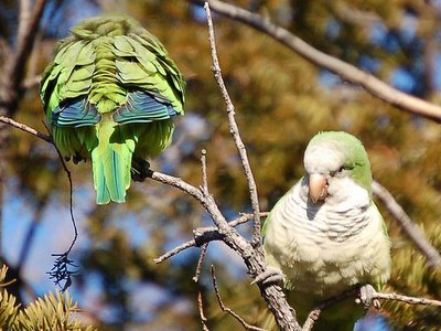 Two wild parrots watching each other's backs on Brooklyn's Avenue I